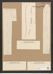 Nitzschia sigma var. intercedens Grun. (de-Toni-Nr.: Genus 47, Species 2099) Zeichnungen Sammlung Grunow Nr. 4185 (NHMW-BOT-W0372080)